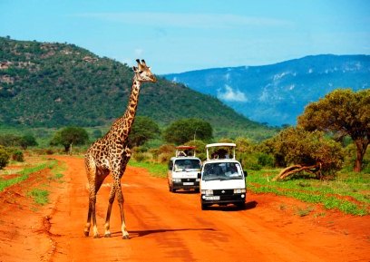 Сафари туры в Кению