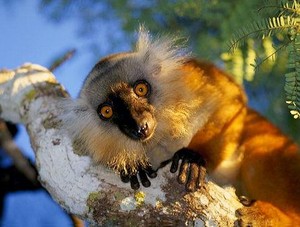 Отдых на Мадагаскаре