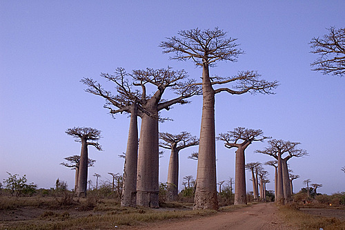 Туры на Мадагаскар
